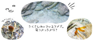 沢登り生き物たち