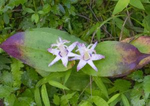 山野草