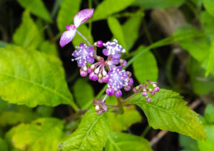 山の野の花