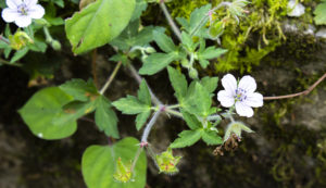 秋の野の花