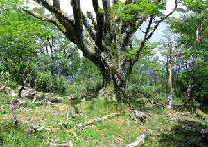 大座礼山のブナの木