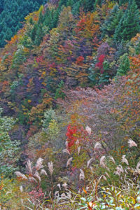 三ツ森山ススキと紅葉