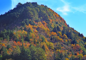 紅葉の白滝周辺の山