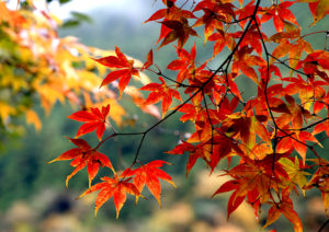 大川村川口地区の紅葉