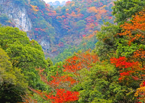 大川村の紅葉２