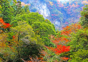 大川村の紅葉