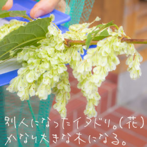 イタドリの花