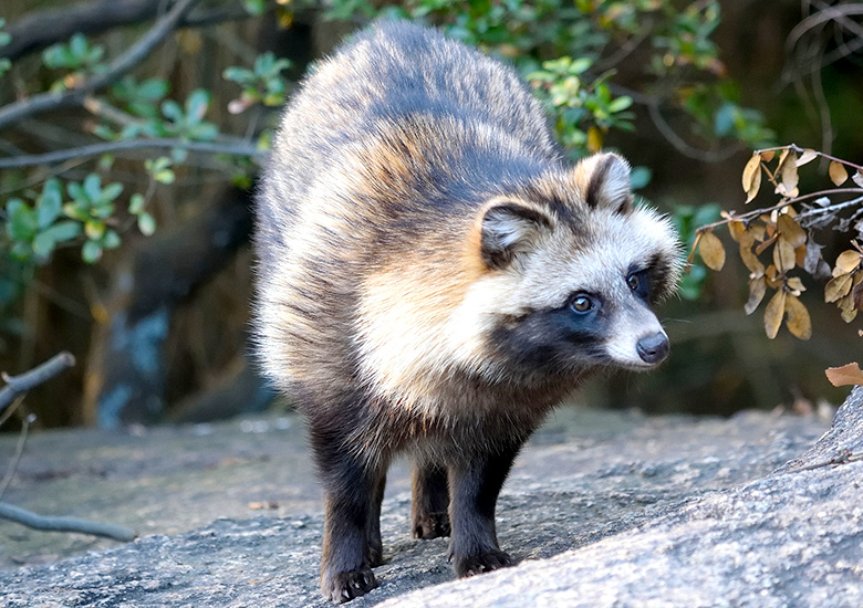 タヌキ | 日本一人口が少ない高知県・大川村の公式情報サイト「でぃぐ