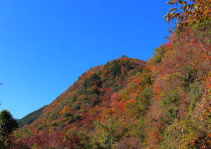 大川村の紅葉