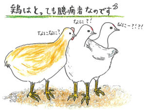 鶏はとっても臆病なのです