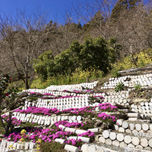 大川村さくら祭会場
