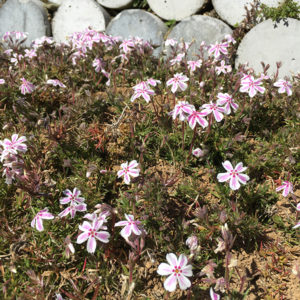 大川村さくら祭会場3月