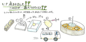 ヒナが生まれた日