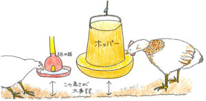 はちきんのエサと水