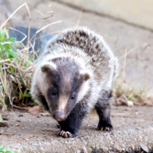 アナグマ