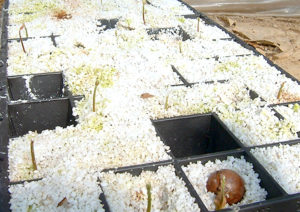 どんぐりの芽出し