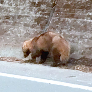 アナグマ