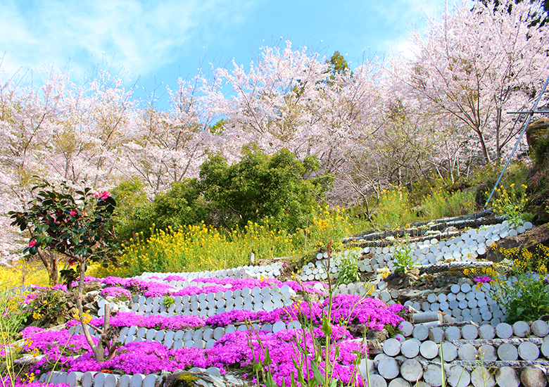 夫婦で桜を100本植えました♡ お祭り会場は“我が家”です！ 川上さん家のさくら祭 しばざくら祭