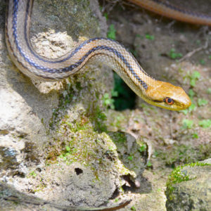 シマヘビ