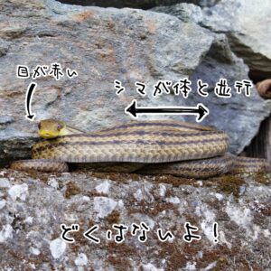 【図鑑】シマヘビ