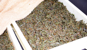 茶葉発酵後