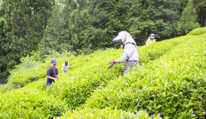 玉緑茶の茶摘み
