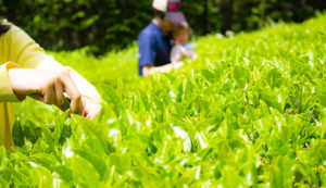 玉緑茶の茶摘み
