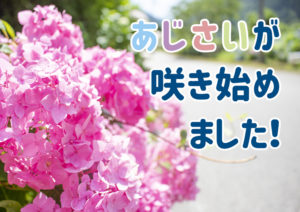 あじさい街道