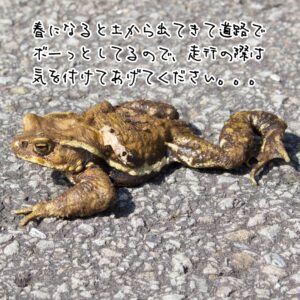 【図鑑】ヒキガエル