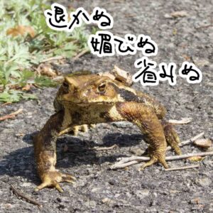 【図鑑】ヒキガエル