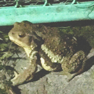 ヒキガエル（オンビキさま）