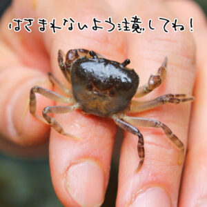 【図鑑】サワガニ