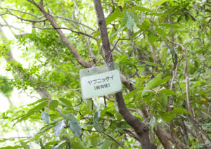 【アクティビティ】キャンプ遊歩道でみられる植物