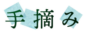 玉緑茶：手摘み