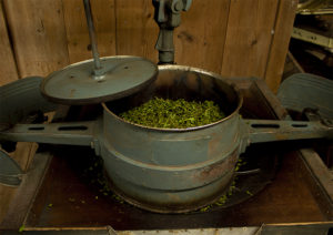 玉緑茶：茶揉み