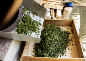 玉緑茶：荒炒り後のお茶の葉