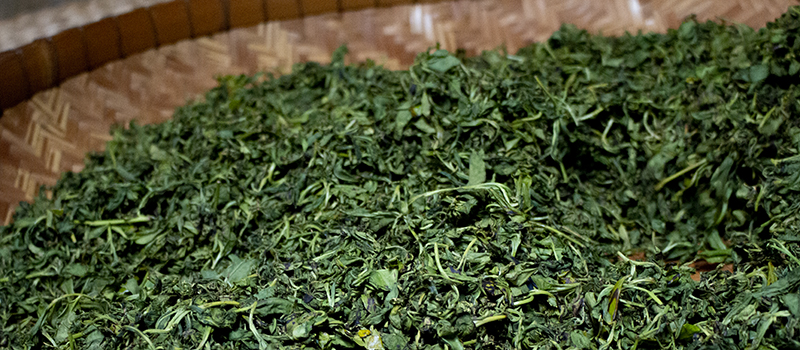 玉緑茶：荒炒り後のお茶の葉