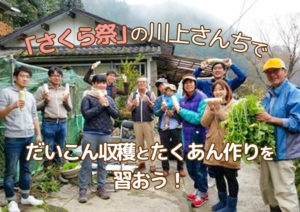 【さくら祭の川上さんち】大根収穫＆たくあん作りワークショップ
