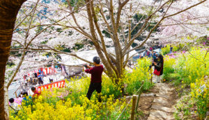 【大川村さくら祭】会場にあつまるお客さん