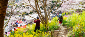 【大川村さくら祭】会場にあつまるお客さん