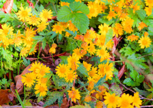 【秋の自然みつけ散歩】秋に咲く花も！