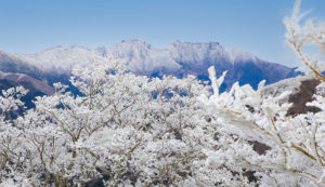 霧氷（樹氷）