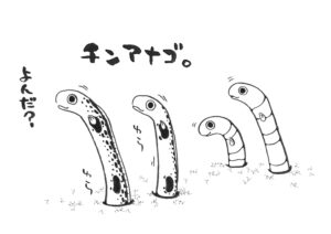 チンアナゴ