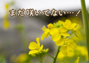 大川村さくら祭準備