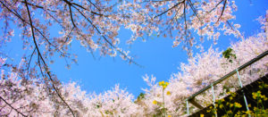 大川村さくら祭