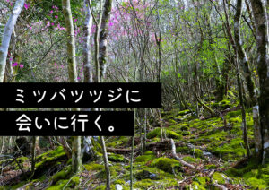 【野地峰】ミツバツツジ