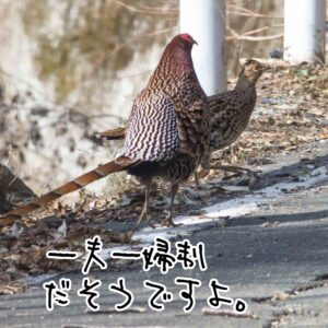【図鑑】ヤマドリ