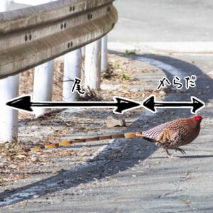 【図鑑】ヤマドリ