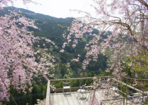 【大川村さくら祭】今年の見どころは満開のしばざくらと八重桜・枝垂れ桜