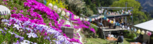 【大川村さくら祭】今年の見どころは満開のしばざくら